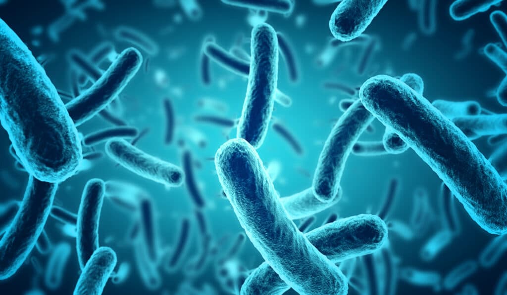 Candida intestinale: come un fungo nell’intestino può cambiare umore, appetito e cervello