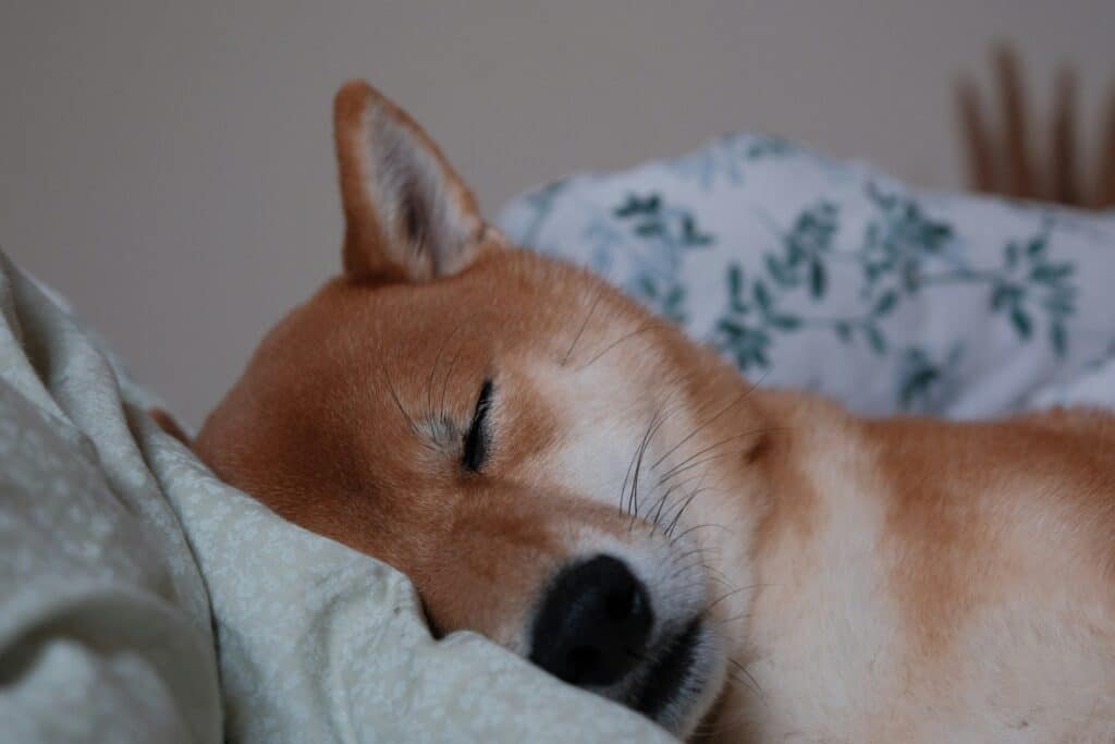 Sonnolenza diurna eccessiva: 7 strategie per gestirla nella vita quotidiana