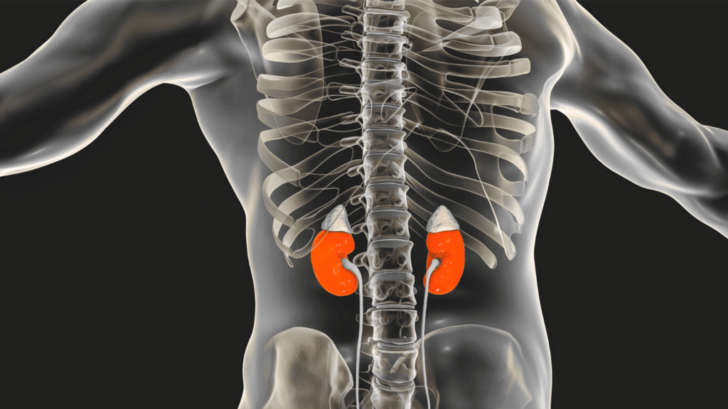 La stanchezza surrenale non è una diagnosi riconosciuta dalla medicina ufficiale. Gli specialisti
parlano piuttosto di disregolazione dell’asse HPA (ipotalamo–ipofisi–surrene), il circuito che
coordina la risposta allo stress.