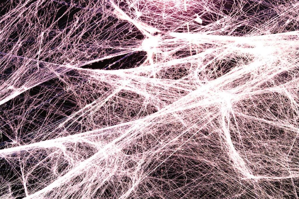 La fascia è un vero e proprio organo di senso