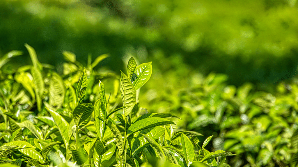 L-teanina: funziona davvero? Benefici reali, limiti e cosa sapere prima di usarla