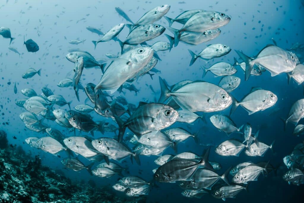 Mercurio nel pesce: rischi, limiti raccomandati e consapevolezza dei consumatori
