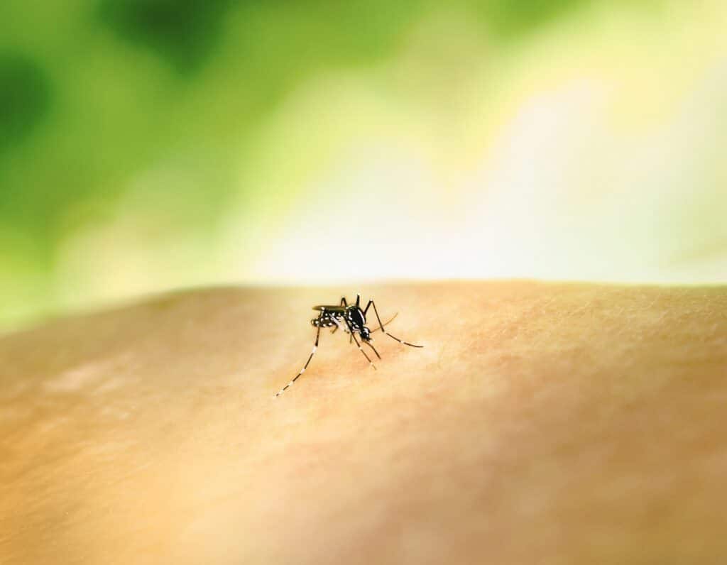 Malaria: prevenzione e protezione prima, durante e dopo il viaggio