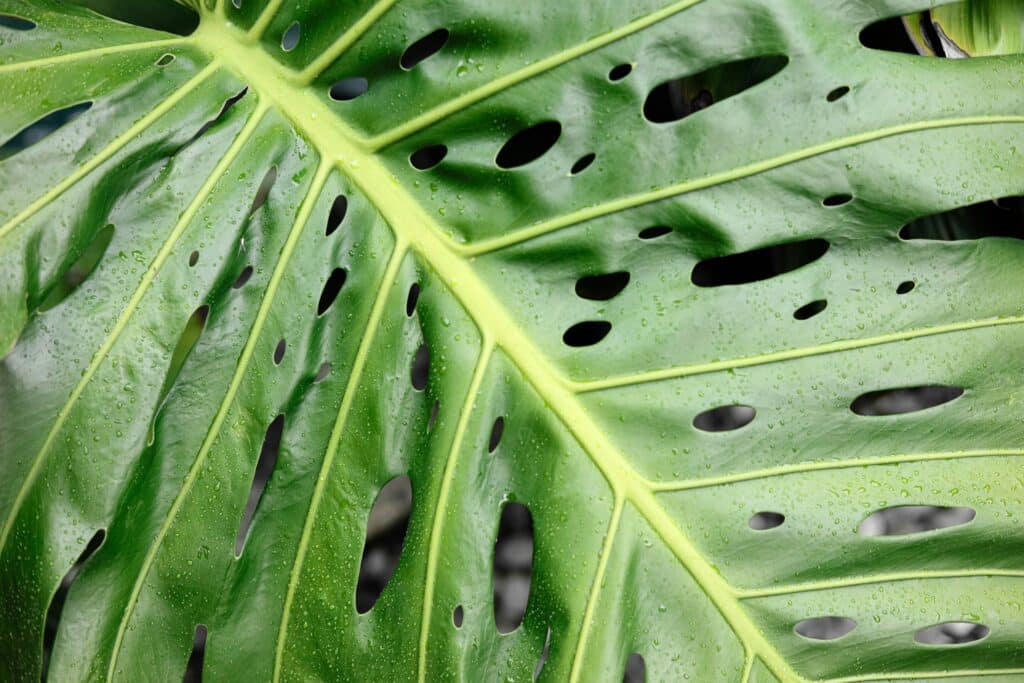 Quali sono le malattie tropicali più comuni?