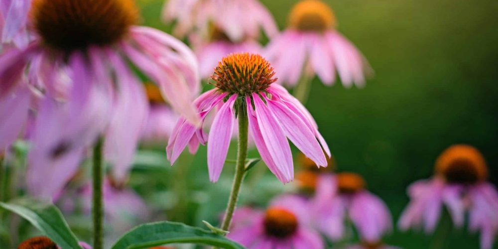 Vitamina C liposomiale