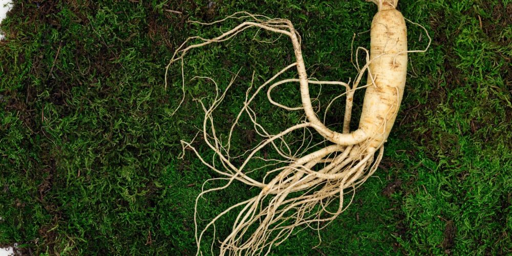 ginseng
