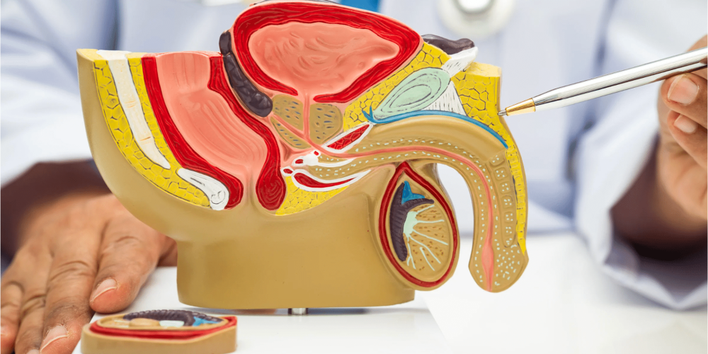 Salute sessuale maschile